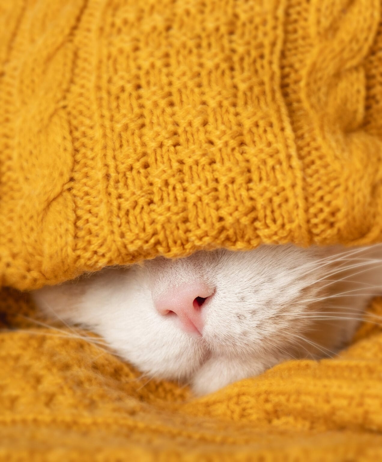 garde d’animaux chat câlin