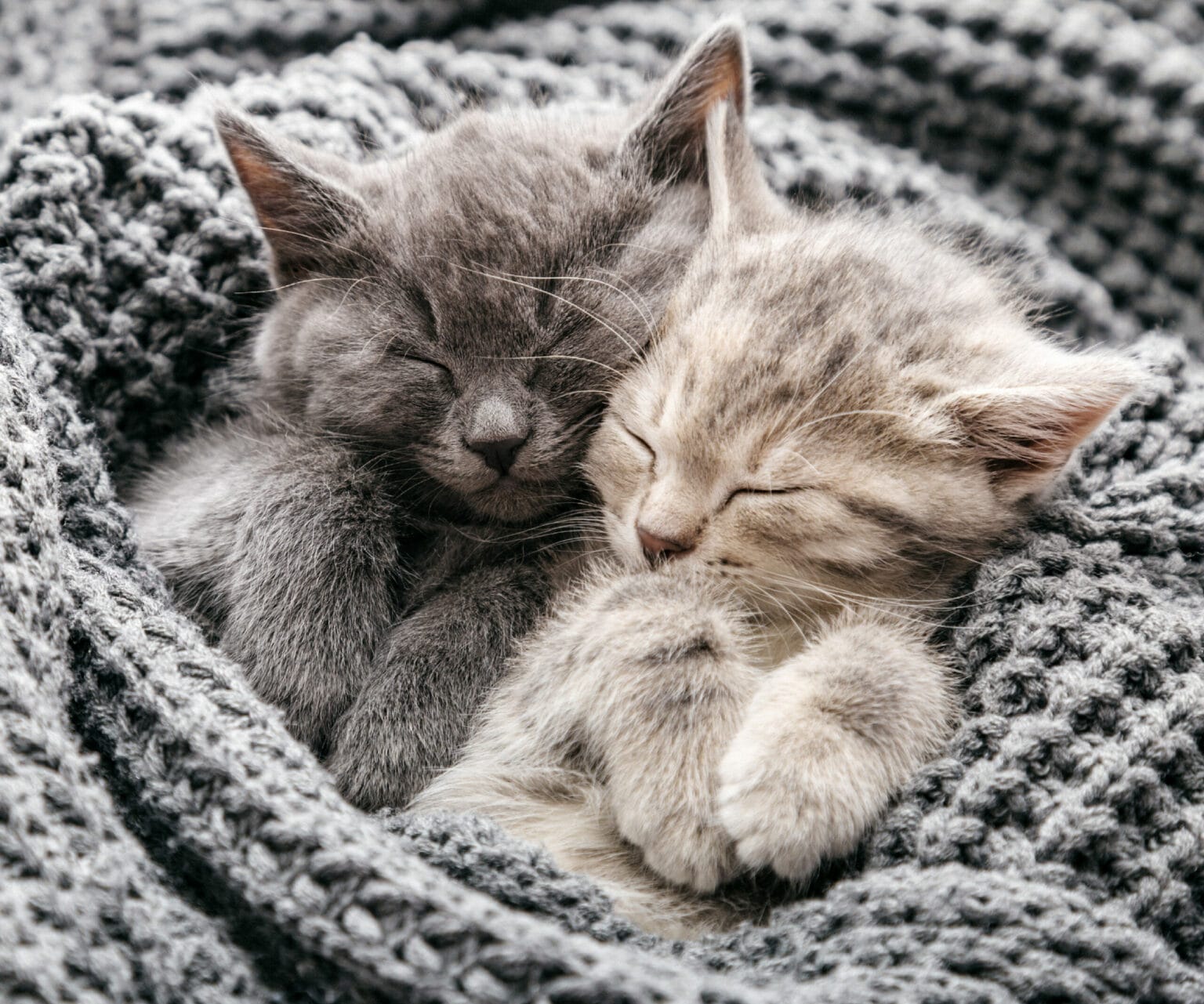 garde d’animaux à domicile chats