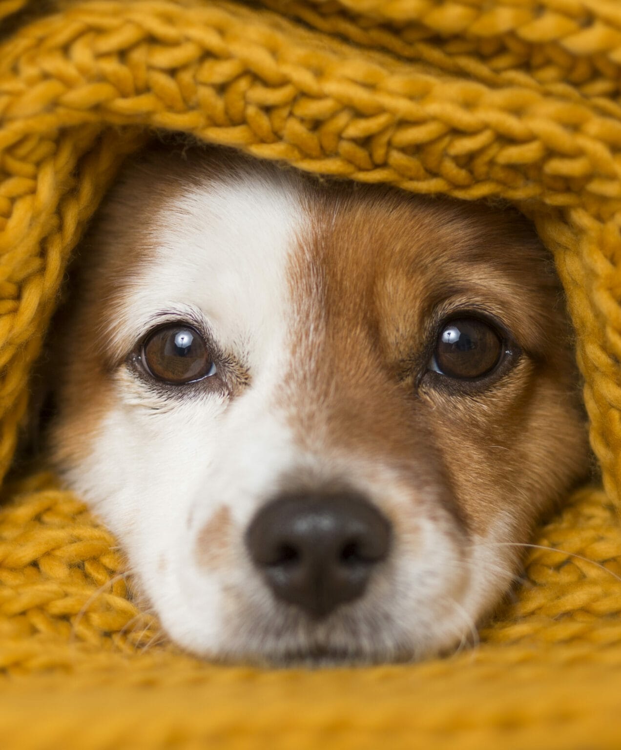 garde d’animaux chien heureux
