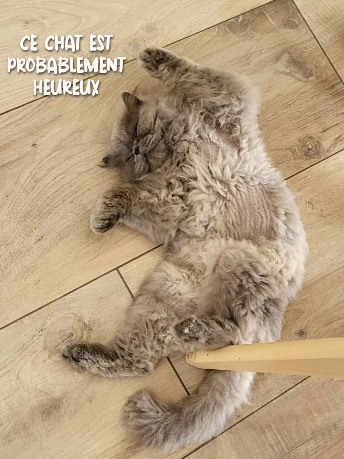 Chat Persan heureux lors du passage de Solal Yago