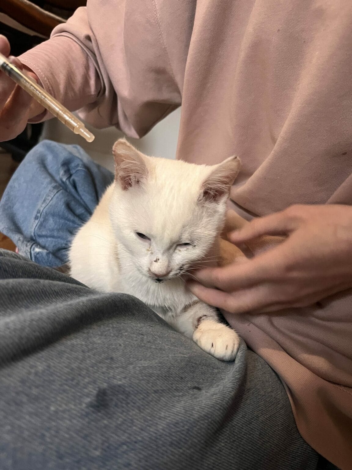 Solal Yago s'occupe d'un chaton blessé lors d'une visite